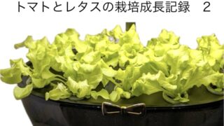 プチトマトと水耕栽培のリーフレタスの続き　その２